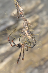 Trichonephila sexpunctata