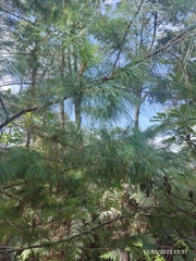 Pinus chiapensis