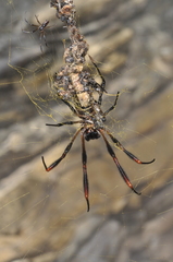 Trichonephila sexpunctata