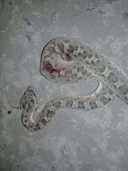 Bothrops ammodytoides