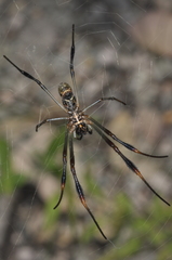 Trichonephila sexpunctata