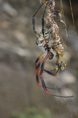 Trichonephila sexpunctata