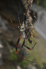 Trichonephila sexpunctata