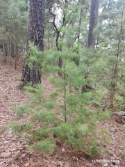 Pinus chiapensis