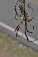Trichonephila sexpunctata