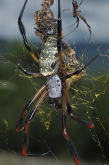 Trichonephila sexpunctata