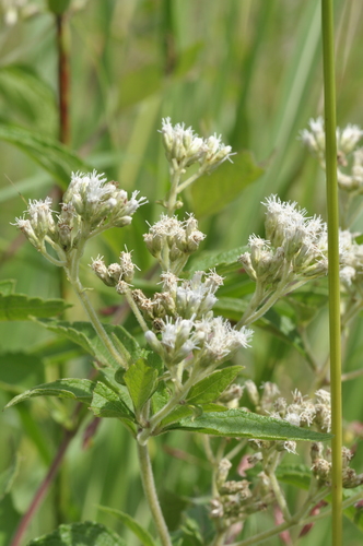 Image of Chromolaena ivifolia by (c) aacocucci, some rights reserved (CC BY)