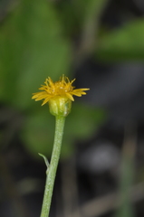 Chrysanthellum indicum afroamericanum