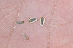 Chrysanthellum indicum afroamericanum