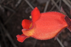 Seemannia nematanthodes