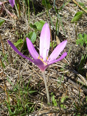 Colchicum neapolitanum