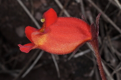 Seemannia nematanthodes