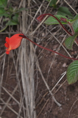 Seemannia nematanthodes