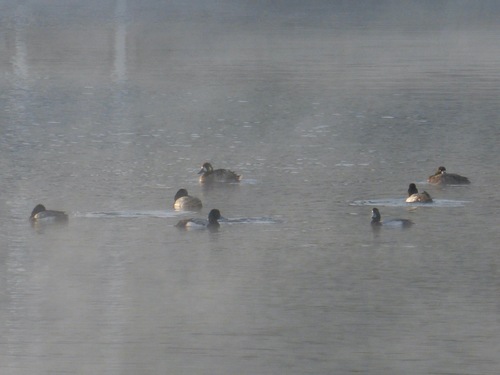 Aythya affinis image