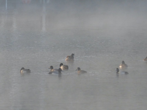 Aythya affinis image