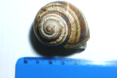 Helix straminea