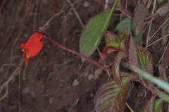Seemannia nematanthodes