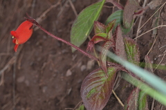 Seemannia nematanthodes