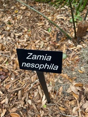 Zamia nesophila