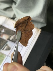 Charaxinae