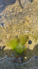 Ulva californica