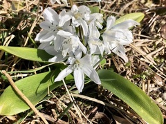 Scilla mischtschenkoana