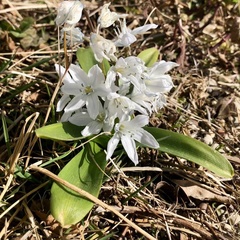 Scilla mischtschenkoana