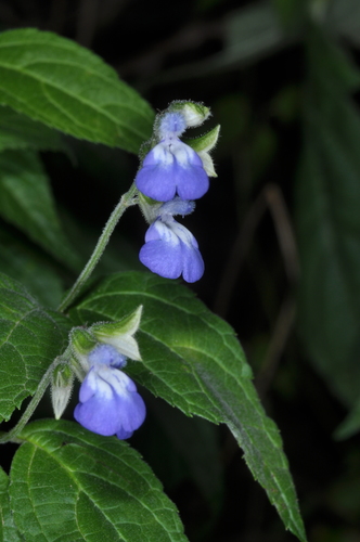 Image of Salvia rypara by (c) aacocucci, some rights reserved (CC BY)