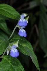 Salvia rypara
