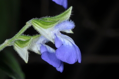 Salvia rypara
