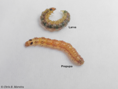 Rhectocraspeda periusalis