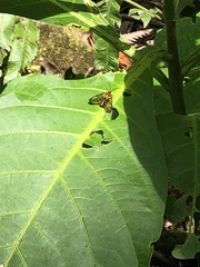 Paraethria flavosignata