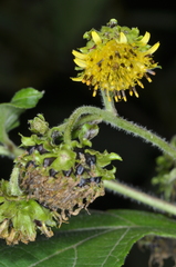 Smallanthus connatus