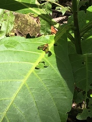 Paraethria flavosignata