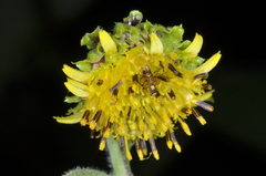 Smallanthus connatus