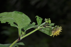Smallanthus connatus
