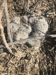 Mammillaria parkinsonii