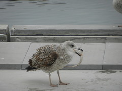 Larus michahellis