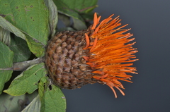 Cnicothamnus lorentzii