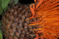 Cnicothamnus lorentzii