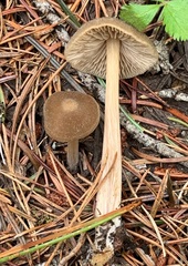 Entoloma holoconiotum