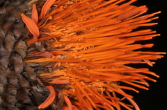 Cnicothamnus lorentzii