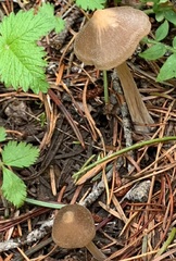 Entoloma holoconiotum