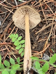Entoloma holoconiotum