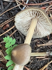 Entoloma holoconiotum