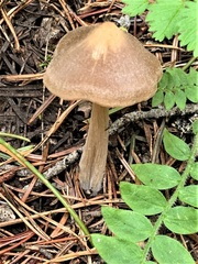 Entoloma holoconiotum