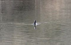 Fulica americana