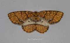 Orthobrachia flavidior