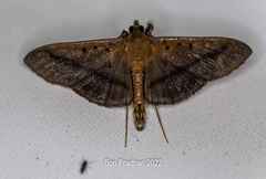 Filodes fulvidorsalis