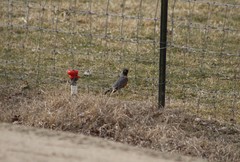 Turdus migratorius